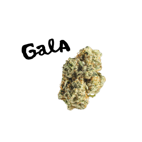 Gala CBD